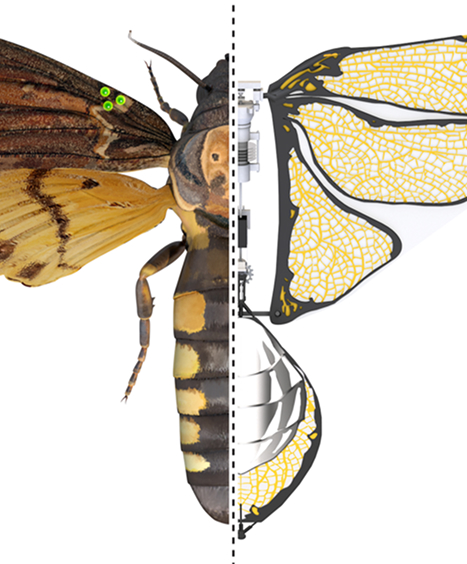 Bio-Inspired Micro-Robotics
